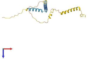 AlphaFold protein structure predicition of Mouse Recombinant Eva1a Protein, UniprotID Q91WM6 (TMEM166 Protein (AA 1-156) (His tag))