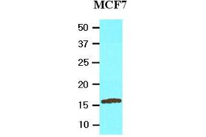 Western Blotting (WB) image for anti-Ubiquitin-Conjugating Enzyme E2L 6 (UBE2L6) (AA 1-152), (N-Term) antibody (ABIN317575) (UBE2L6 antibody  (N-Term))