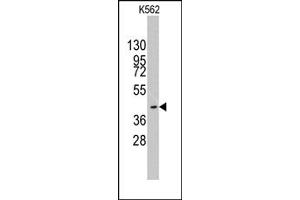 Image no. 1 for anti-K(lysine) Acetyltransferase 8 (KAT8) (C-Term) antibody (ABIN356666) (MYST1 antibody  (C-Term))