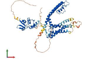 AlphaFold protein structure predicition of Human Recombinant KCNA2 Protein, UniprotID P16389 (KCNA2 Protein (AA 1-499) (His tag))