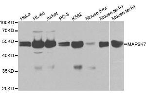 Western blot analysis of extracts of various cell lines, using MAP2K7 antibody. (MAP2K7 antibody  (AA 1-250))