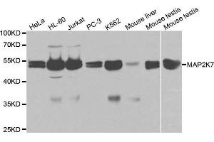 MAP2K7 antibody  (AA 1-250)