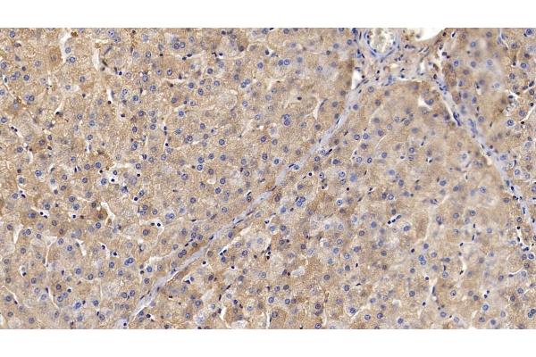 Transferrin antibody