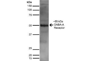 Western Blot analysis of Rat Brain showing detection of ~55 kDa GABA A Receptor Alpha 2 protein using Mouse Anti-GABA A Receptor Alpha 2 Monoclonal Antibody, Clone S399-19 . (GABRA1 antibody  (AA 350-385) (Atto 390))