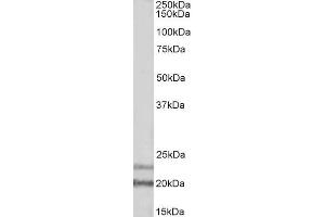 ABIN2613441 (1µg/ml) staining of Human Frontal Cortex lysate (35µg protein in RIPA buffer). (IL17D antibody  (AA 55-65))