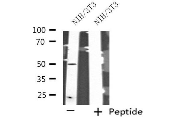 SERGEF antibody  (Internal Region)
