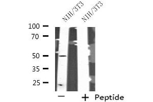Western blot analysis of extracts from NIH/3T3 cells, using SERGEF antibody. (SERGEF antibody  (Internal Region))