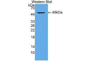 Western blot analysis of the recombinant protein. (CD28 antibody  (AA 33-174))