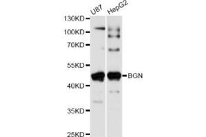 Western blot analysis of extracts of various cell lines, using BGN antibody (ABIN6290096) at 1:1000 dilution. (Biglycan antibody)