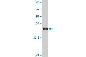 Western Blot detection against Immunogen (38. (SH3BP5 antibody  (AA 4-112))