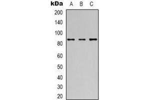 Western blot analysis of 42278 expression in Hela (A), Jurkat (B), HepG2 (C) whole cell lysates. (POU2F1 antibody)
