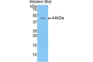 Western Blotting (WB) image for anti-Fibulin 4 (FBLN4) (AA 17-169) antibody (ABIN1858816)