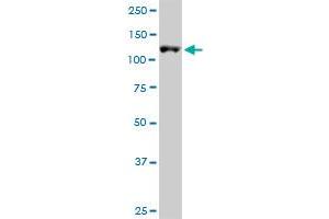 ARS2 MaxPab polyclonal antibody. (SRRT antibody  (AA 1-796))