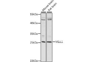 Western blot analysis of extracts of various cell lines, using VGLL1 antibody (ABIN7271318) at 1:1000 dilution. (VGLL1 antibody  (AA 59-258))