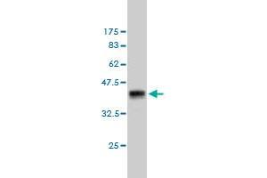 Western Blot detection against Immunogen (37.