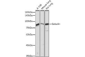 Western blot analysis of extracts of various cell lines, using Gelsolin antibody (ABIN7267365) at 1:1000 dilution. (Gelsolin antibody  (AA 543-782))