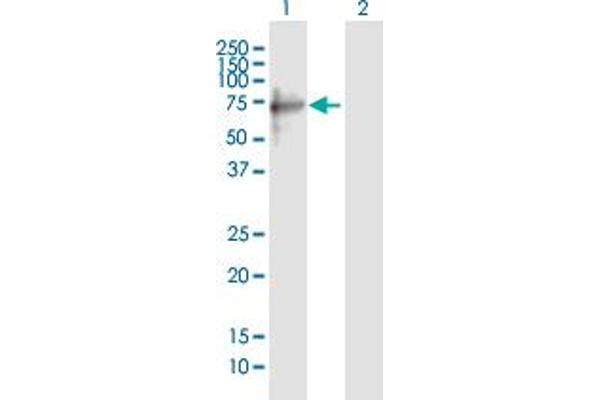 TRIM8 antibody  (AA 1-551)