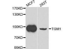 Western blot analysis of extracts of various cell lines, using TGM1 antibody. (TGM1 antibody)