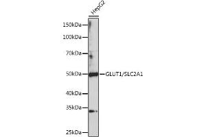 Western blot analysis of extracts of HepG2 cells, using GLUT1/SLC2 Polyclonal Antibody (1208) at 1:1000 dilution. (GLUT1 antibody  (C-Term))