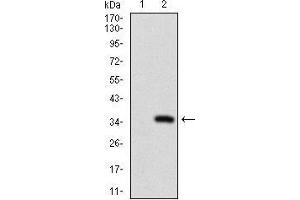 Western Blotting (WB) image for anti-ATP-Binding Cassette, Sub-Family C (CFTR/MRP), Member 4 (ABCC4) (AA 631-692) antibody (ABIN1724860)