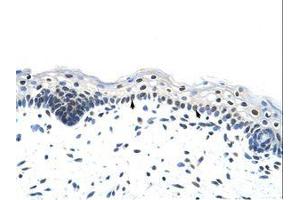 Image no. 1 for anti-Heterogeneous Nuclear Ribonucleoprotein A1 (HNRNPA1) (N-Term) antibody (ABIN6736247) (HNRNPA1 antibody  (N-Term))