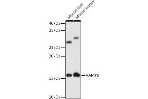 Western blot analysis of extracts of various cell lines, using V antibody (ABIN7271317) at 1:1000 dilution. (VAMP8 antibody)