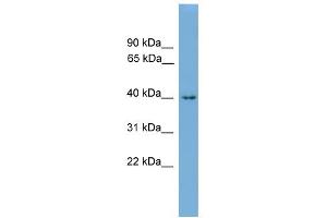 WB Suggested Anti-Alx1 Antibody Titration: 0. (ALX1 antibody  (N-Term))