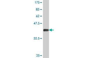 Western Blot detection against Immunogen (38. (DVL1 antibody  (AA 1-110))