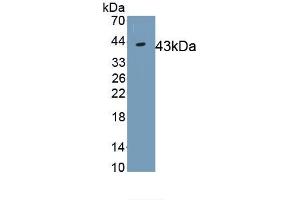 Detection of Recombinant IDO, Human using Monoclonal Antibody to Indoleamine-2,3-Dioxygenase (IDO) (IDO antibody  (AA 2-403))