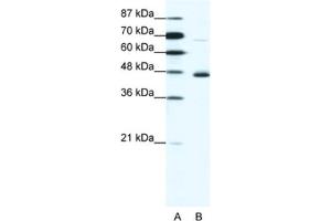 Western Blotting (WB) image for anti-Neuronal Differentiation 1 (NEUROD1) antibody (ABIN2460360) (NEUROD1 antibody)