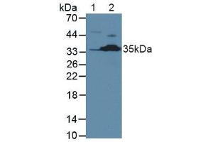 Western blot analysis of (1) Human Jurkat Cells and (2) Mouse Kidney Tissue.