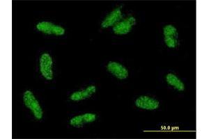 Immunofluorescence of purified MaxPab antibody to VGLL2 on HepG2 cell. (VGLL2 antibody  (AA 1-317))