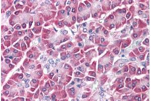 Human Pancreas: Formalin-Fixed, Paraffin-Embedded (FFPE) (GPC4 antibody  (N-Term))