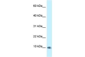 WB Suggested Anti-PSMG3 Antibody Titration: 1. (PSMG3 antibody  (C-Term))