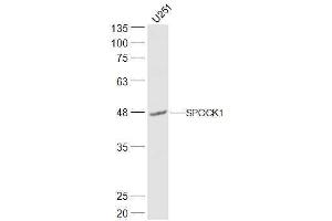 U251 lysates probed with SPOCK1 Polyclonal Antibody, Unconjugated  at 1:500 dilution and 4˚C overnight incubation. (SPOCK1 antibody  (AA 51-150))