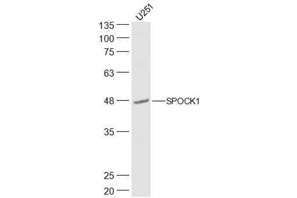 SPOCK1 antibody  (AA 51-150)