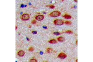 PEX11G antibody  (N-Term)