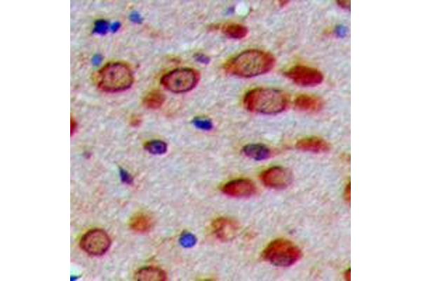 PEX11G antibody  (N-Term)