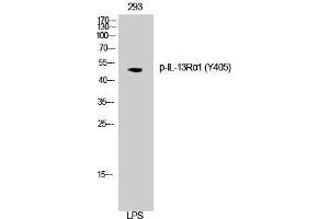 Western Blotting (WB) image for anti-Interleukin 13 Receptor, alpha 1 (IL13RA1) (pTyr405) antibody (ABIN3173181) (IL13 Receptor alpha 1 antibody  (pTyr405))