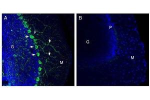 Expression of Netrin-1 in mouse cerebellum. (Netrin 1 (NTN1) Peptide)