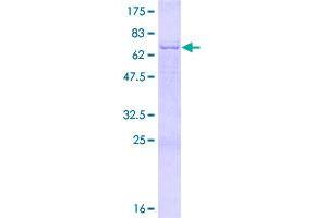 PDSS2 Protein (AA 1-399) (GST tag)