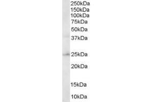 Image no. 1 for anti-Hydroxysteroid (17-Beta) Dehydrogenase 10 (HSD17B10) (C-Term) antibody (ABIN374505) (HSD17B10 antibody  (C-Term))