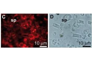Immunufluorescence image of Galectin-2 staining in resin sections of S. (Galectin 2 antibody)