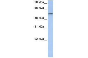 Vimentin antibody used at 1 ug/ml to detect target protein.
