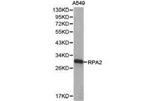 Western Blotting (WB) image for anti-Replication Protein A2, 32kDa (RPA2) antibody (ABIN1874638) (RPA2 antibody)