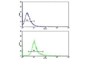 Flow cytometric analysis of NCI-H292 cells using DCXR antibody (bottom histogram) compared to a negative control (top histogram). (DCXR antibody  (AA 79-106))