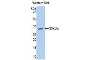 Western Blotting (WB) image for anti-Fibrinogen gamma Chain (FGG) (AA 170-429) antibody (ABIN1175718) (FGG antibody  (AA 170-429))
