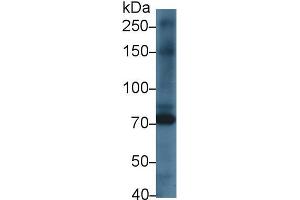 Western blot analysis of Rat Heart lysate, using Rat KEL Antibody (1 µg/ml) and HRP-conjugated Goat Anti-Rabbit antibody ( (KEL antibody  (AA 439-713))
