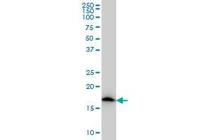 NDUFS4 monoclonal antibody (M01), clone 1A1 Western Blot analysis of NDUFS4 expression in A-431 . (NDUFS4 antibody  (AA 66-175))