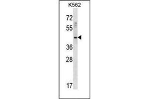 Western blot analysis of DOC2A Antibody  in K562 cell line lysates (35ug/lane). (DOC2A antibody  (Middle Region))